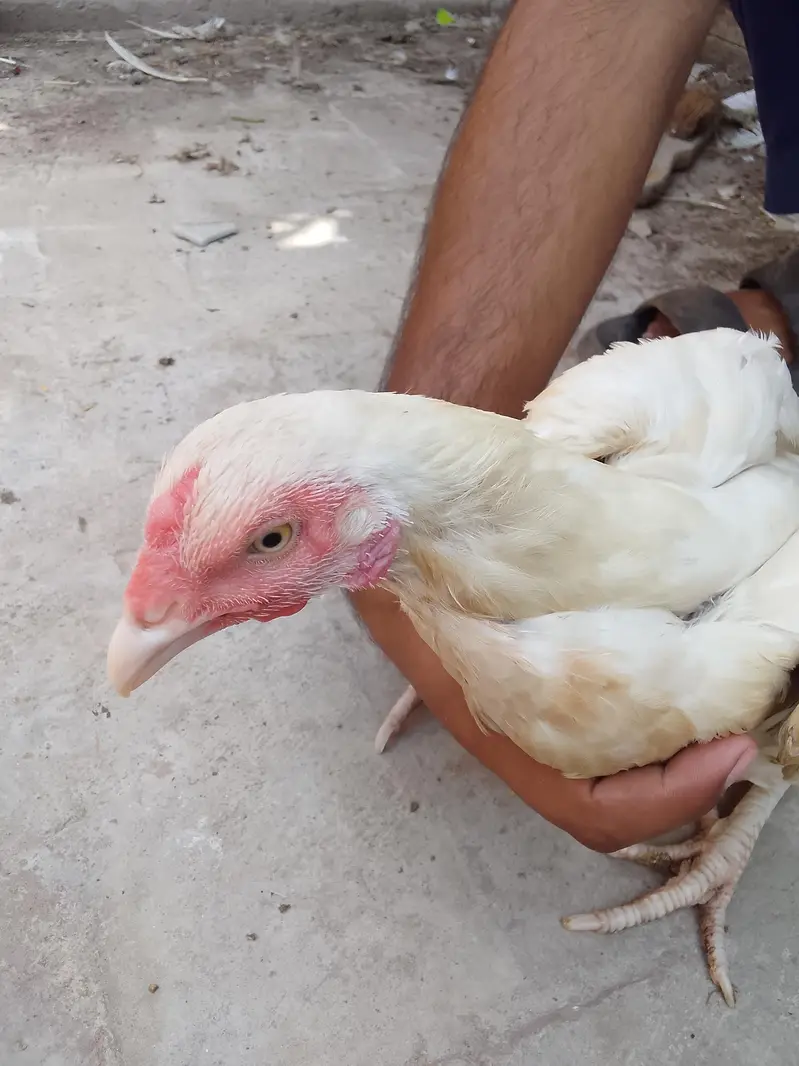 Two Hen one roaster — photo 9
