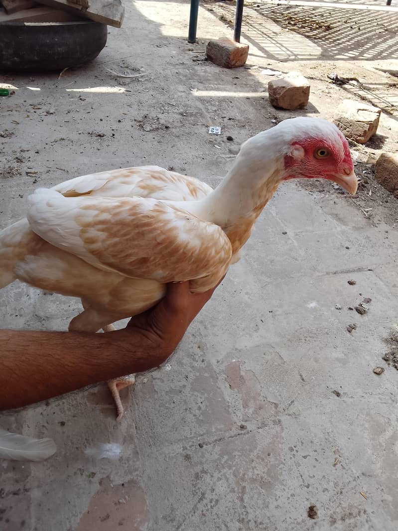 Two Hen one roaster 9