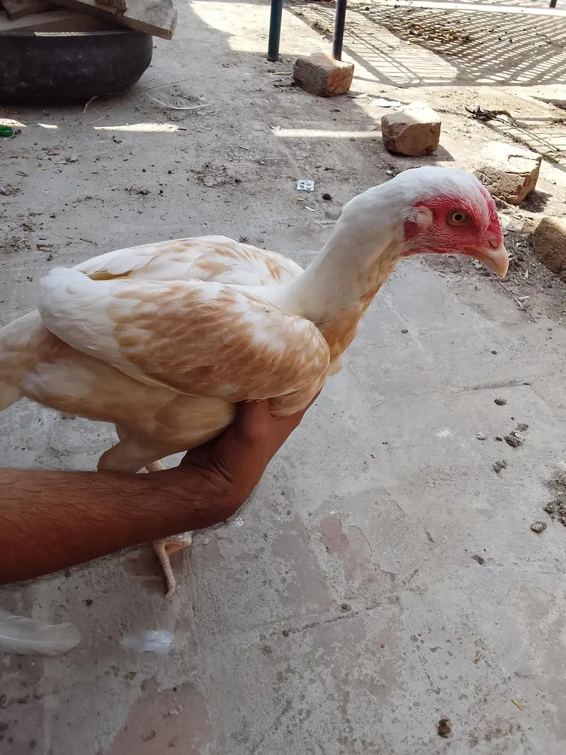 Two Hen one roaster — photo 10