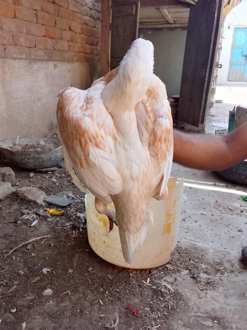 Two Hen one roaster 12