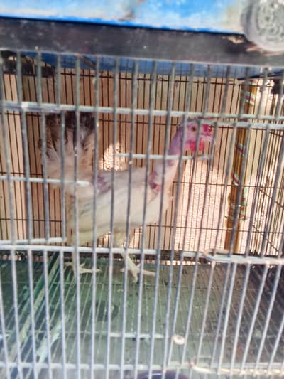 female hen egg dye Rahi ha 03244503099