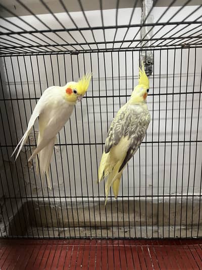 Male common white for sale