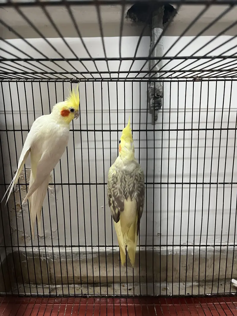 Male common white for sale — photo 2