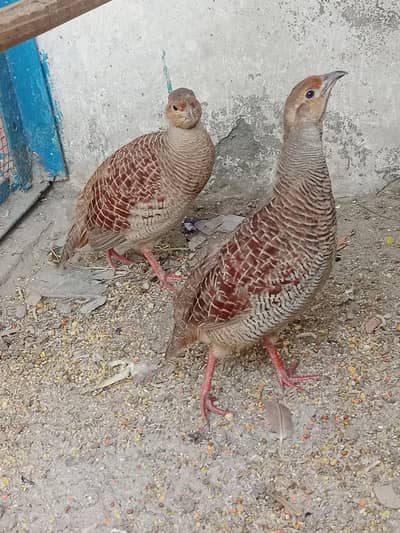 اصلی پالے ہوئے تِتَر — صحت مند اور خوبصورت