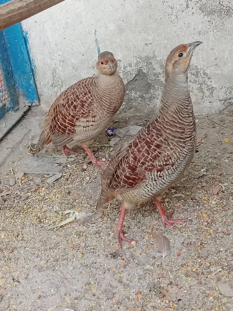 اصلی پالے ہوئے تِتَر — صحت مند اور خوبصورت 0