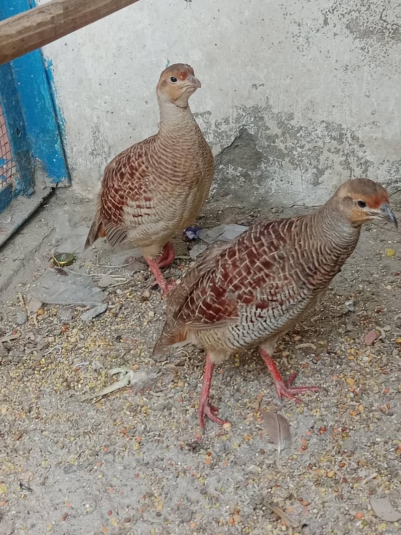 اصلی پالے ہوئے تِتَر — صحت مند اور خوبصورت 1