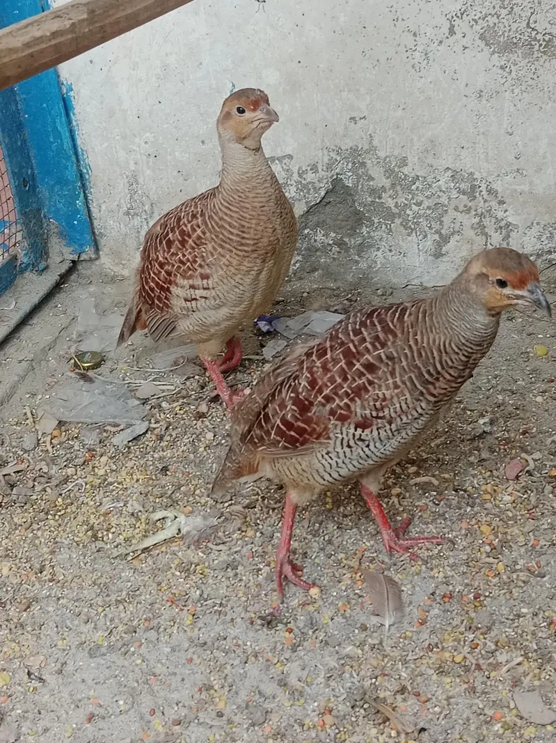 اصلی پالے ہوئے تِتَر — صحت مند اور خوبصورت — photo 2
