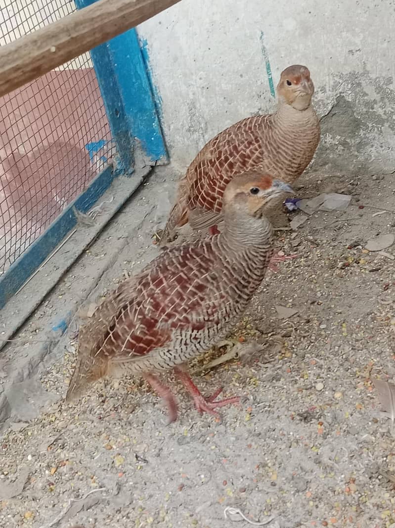 اصلی پالے ہوئے تِتَر — صحت مند اور خوبصورت 2