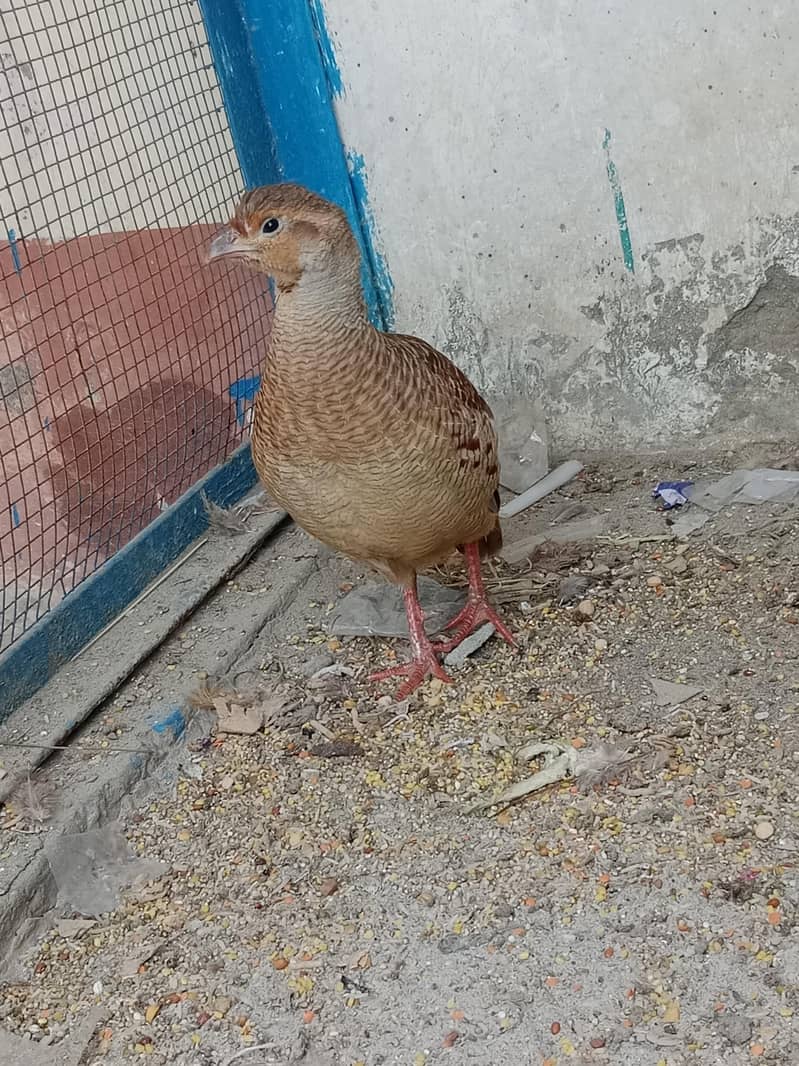 اصلی پالے ہوئے تِتَر — صحت مند اور خوبصورت 3