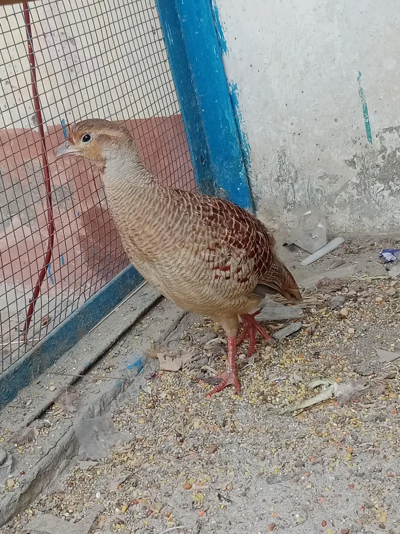اصلی پالے ہوئے تِتَر — صحت مند اور خوبصورت — photo 5