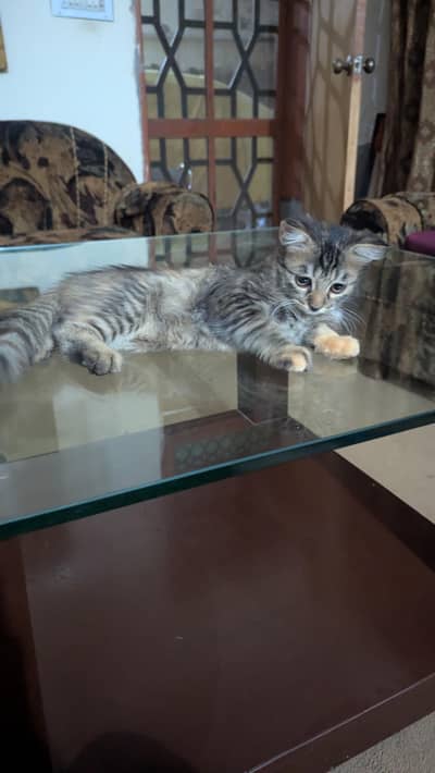 persian female kitten for sale