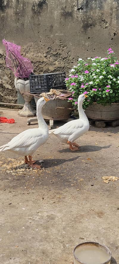 long neck duck geese for sale