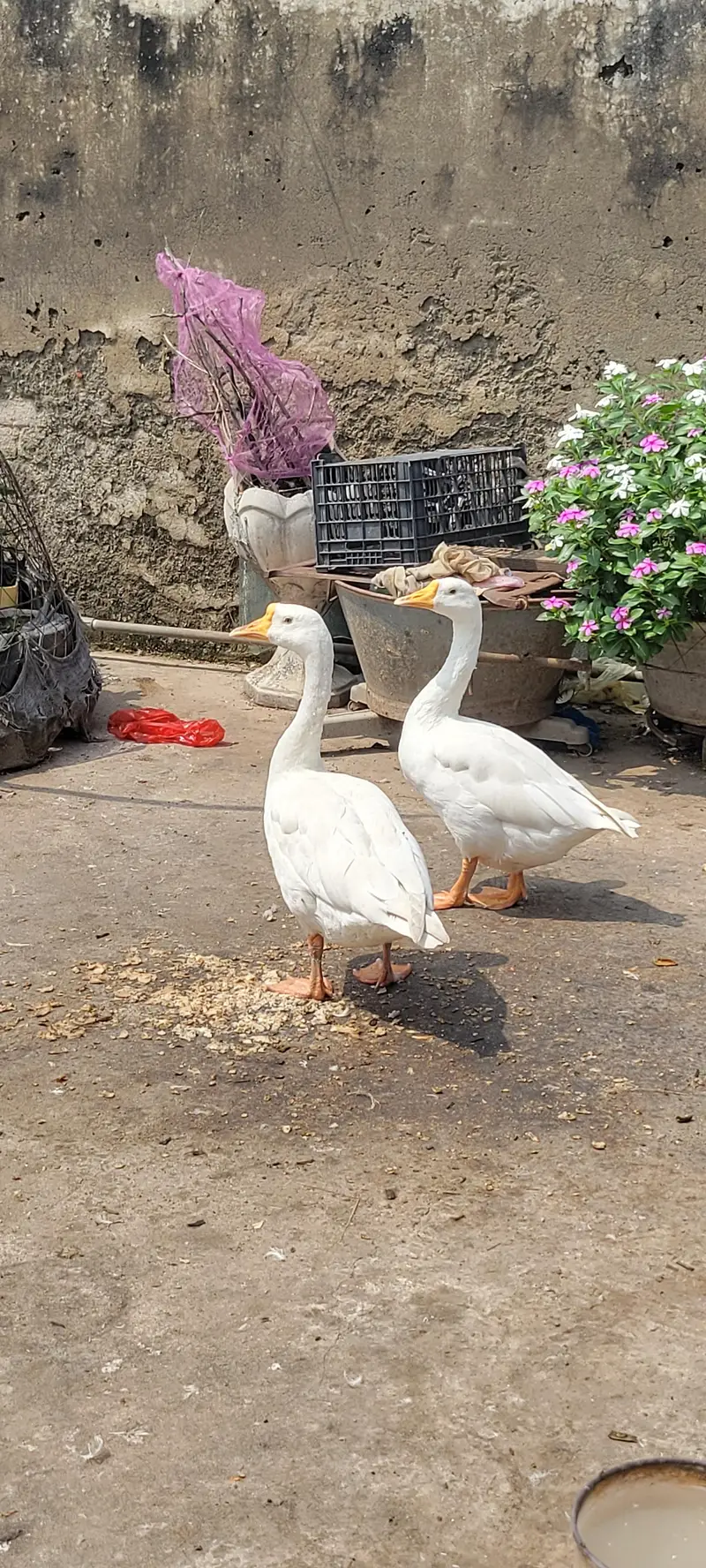 long neck duck geese for sale — photo 2