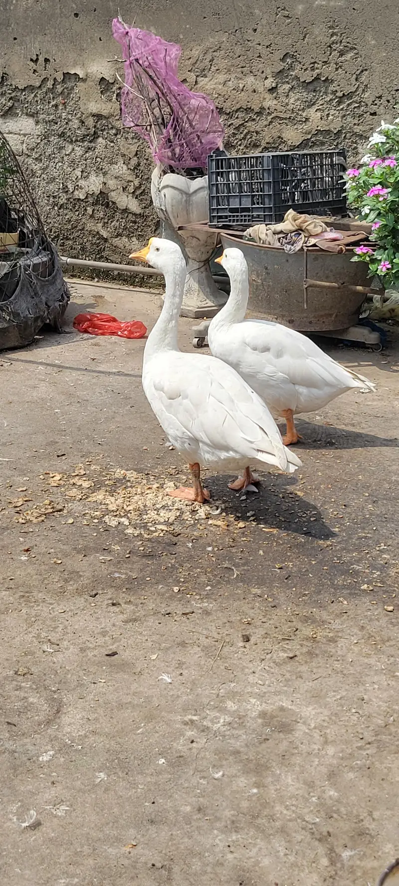 long neck duck geese for sale — photo 3