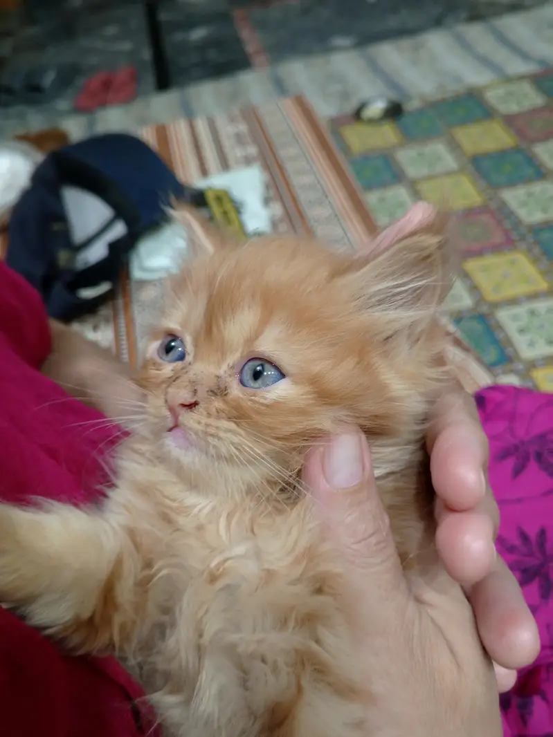 Beautiful Persian kittens — photo 2