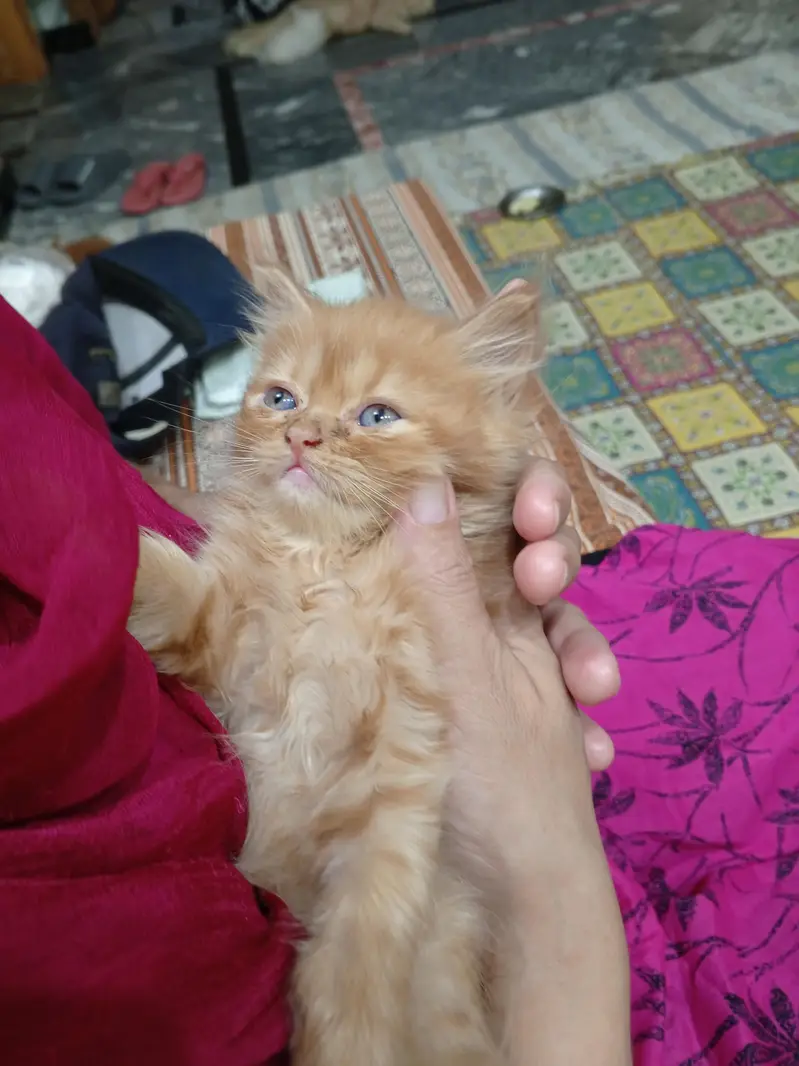 Beautiful Persian kittens — photo 7