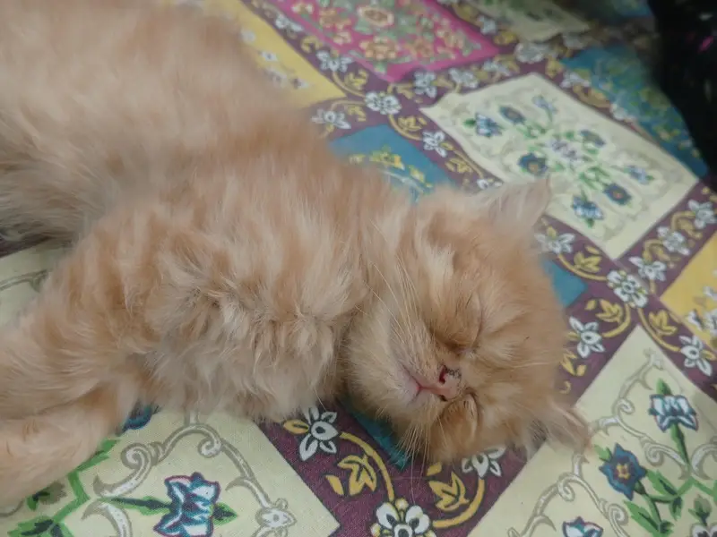 Beautiful Persian kittens — photo 8