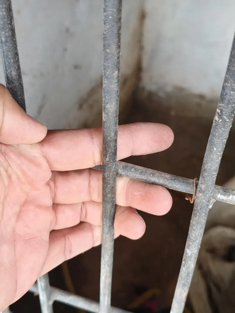 cagr door  for aseel iron lohy ka banay howy he bohat mazboot he — photo 3