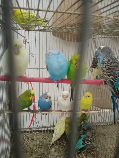 70 pair Budgies,7 pair lovebird, cage,matki