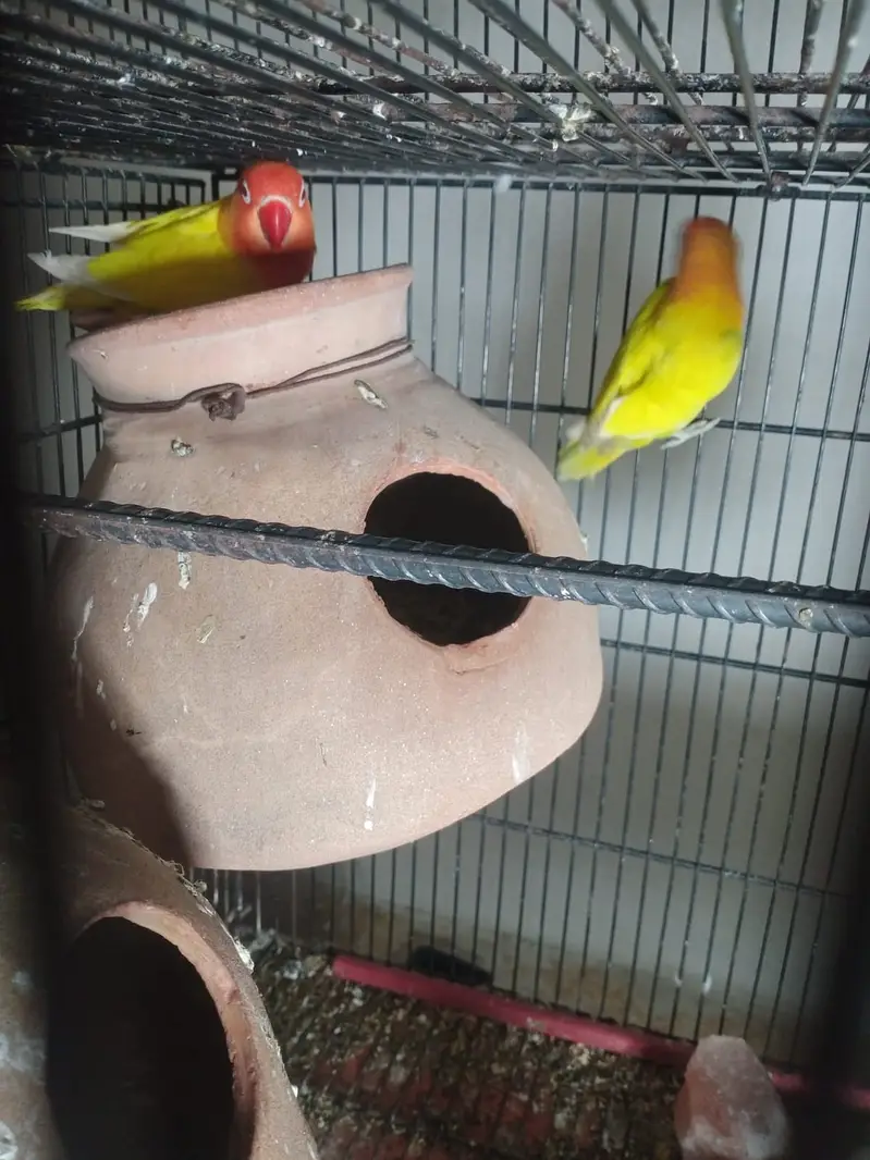 70 pair Budgies,7 pair lovebird, cage,matki — photo 2