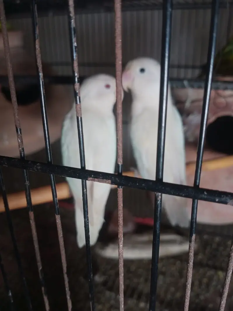 70 pair Budgies,7 pair lovebird, cage,matki — photo 3