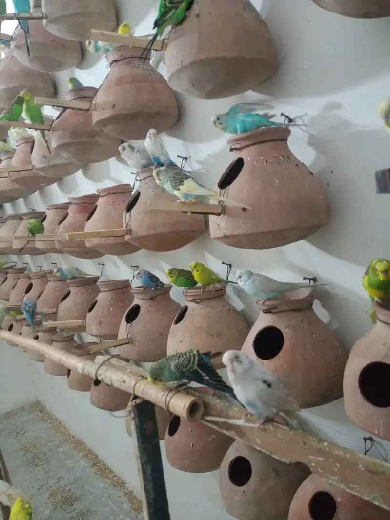70 pair Budgies,7 pair lovebird, cage,matki — photo 5