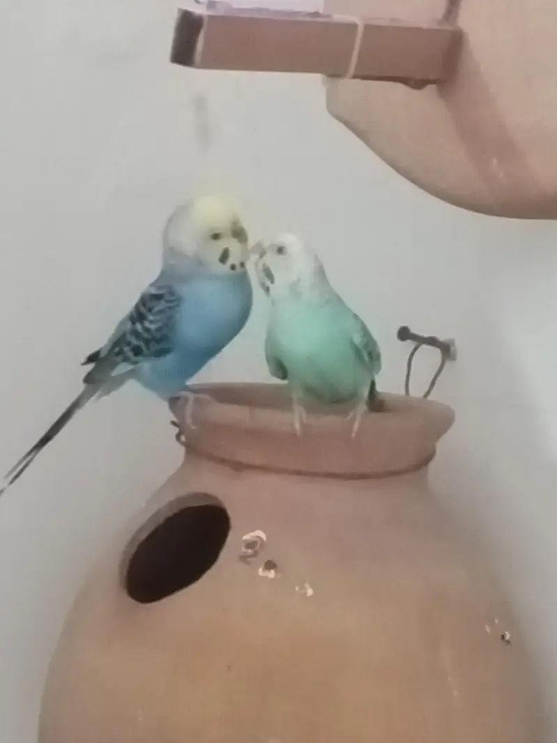 70 pair Budgies,7 pair lovebird, cage,matki — photo 6