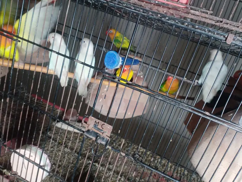 70 pair Budgies,7 pair lovebird, cage,matki — photo 7