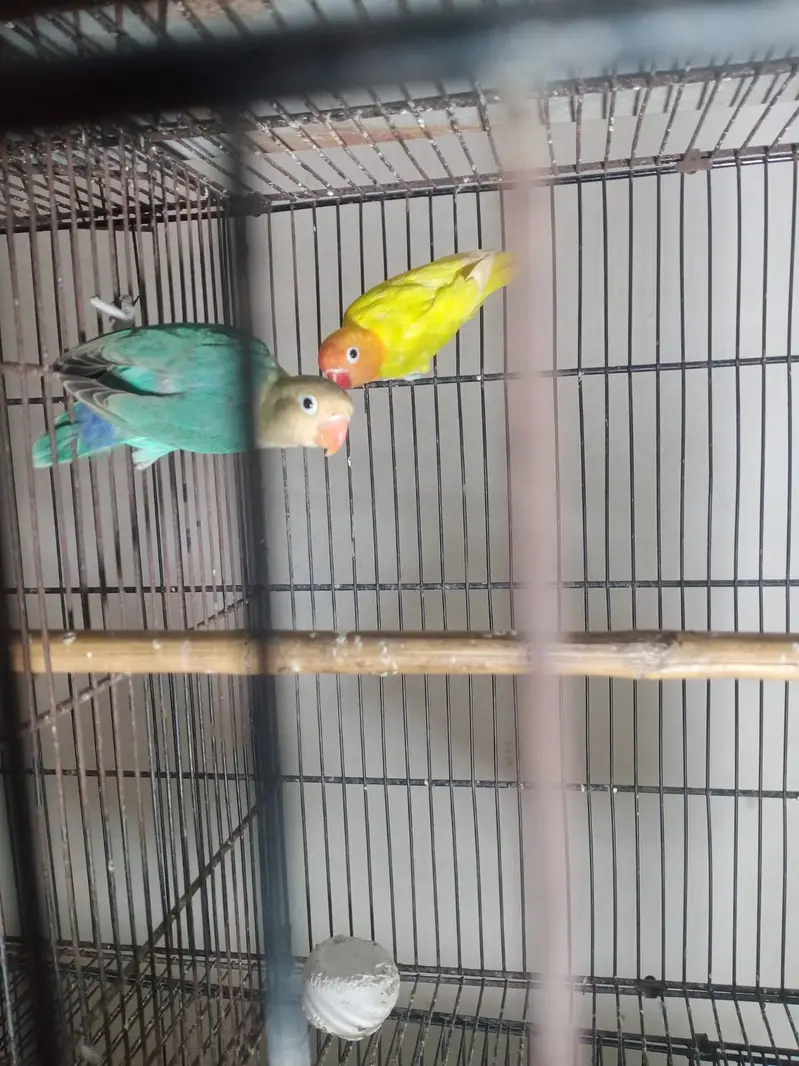 70 pair Budgies,7 pair lovebird, cage,matki — photo 8