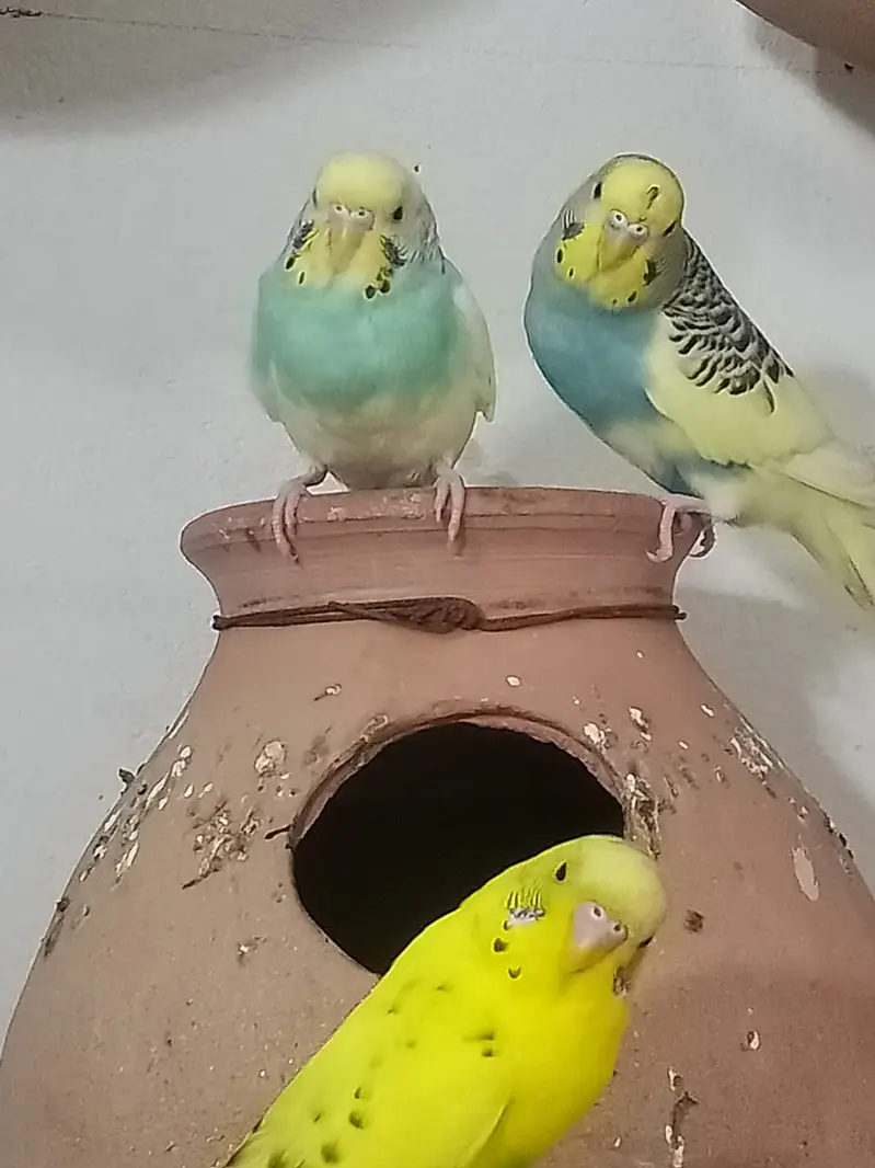70 pair Budgies,7 pair lovebird, cage,matki — photo 9