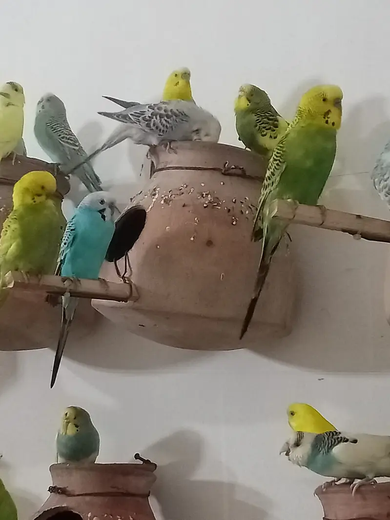 70 pair Budgies,7 pair lovebird, cage,matki — photo 10