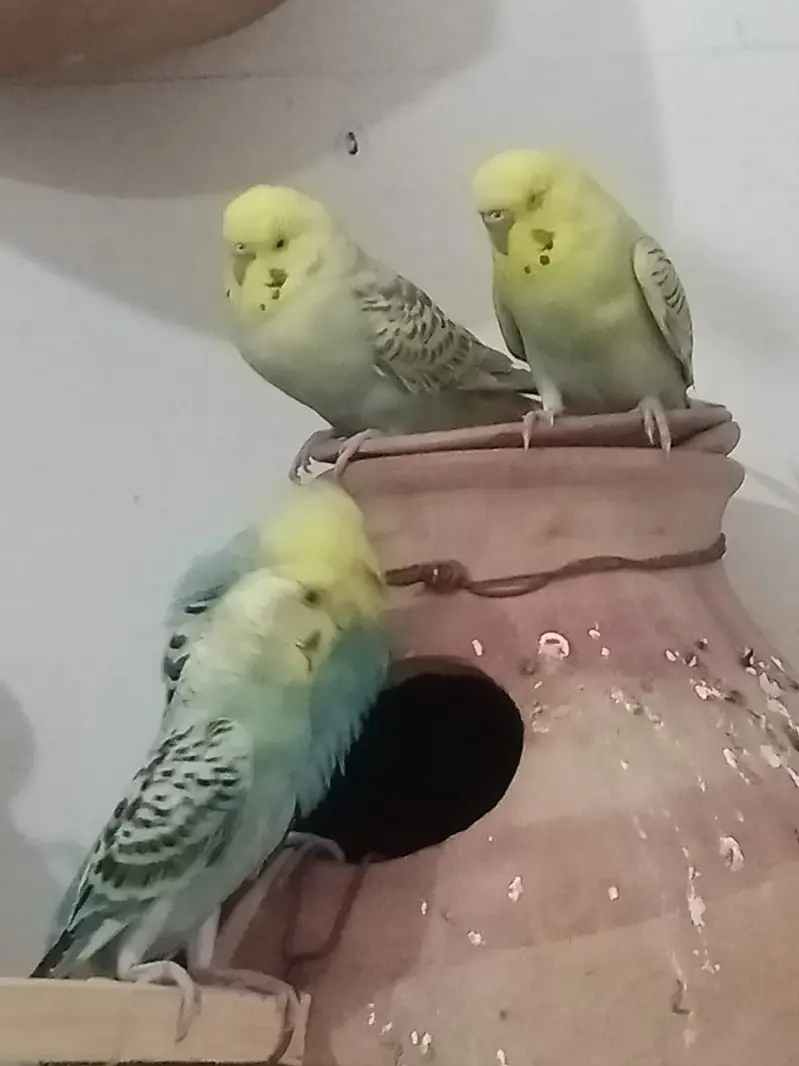 70 pair Budgies,7 pair lovebird, cage,matki — photo 11