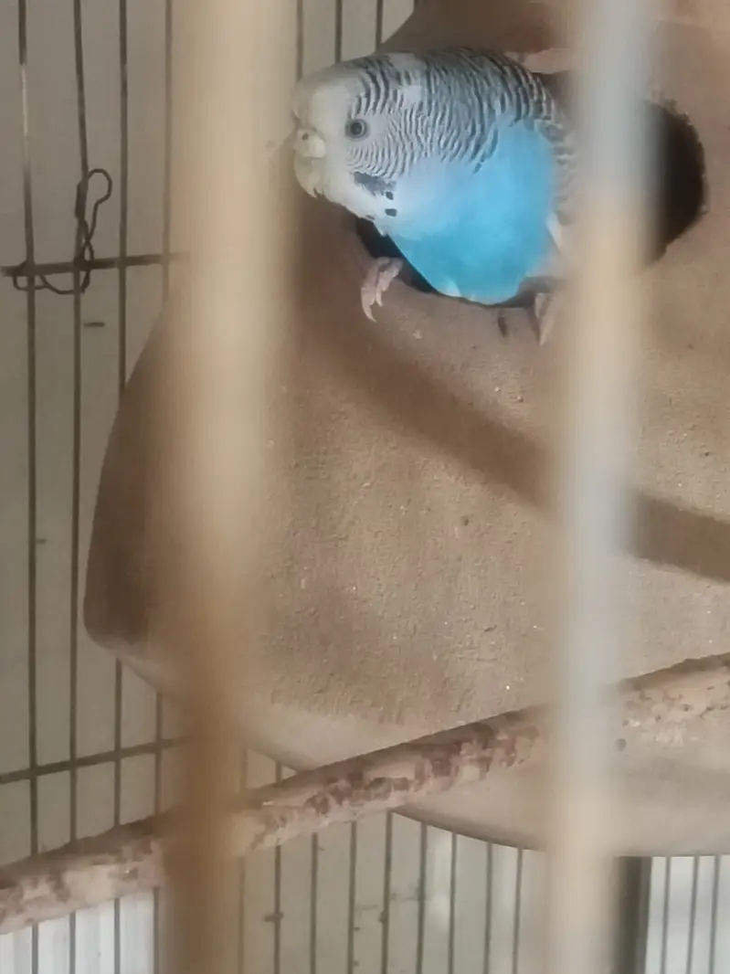 70 pair Budgies,7 pair lovebird, cage,matki — photo 12