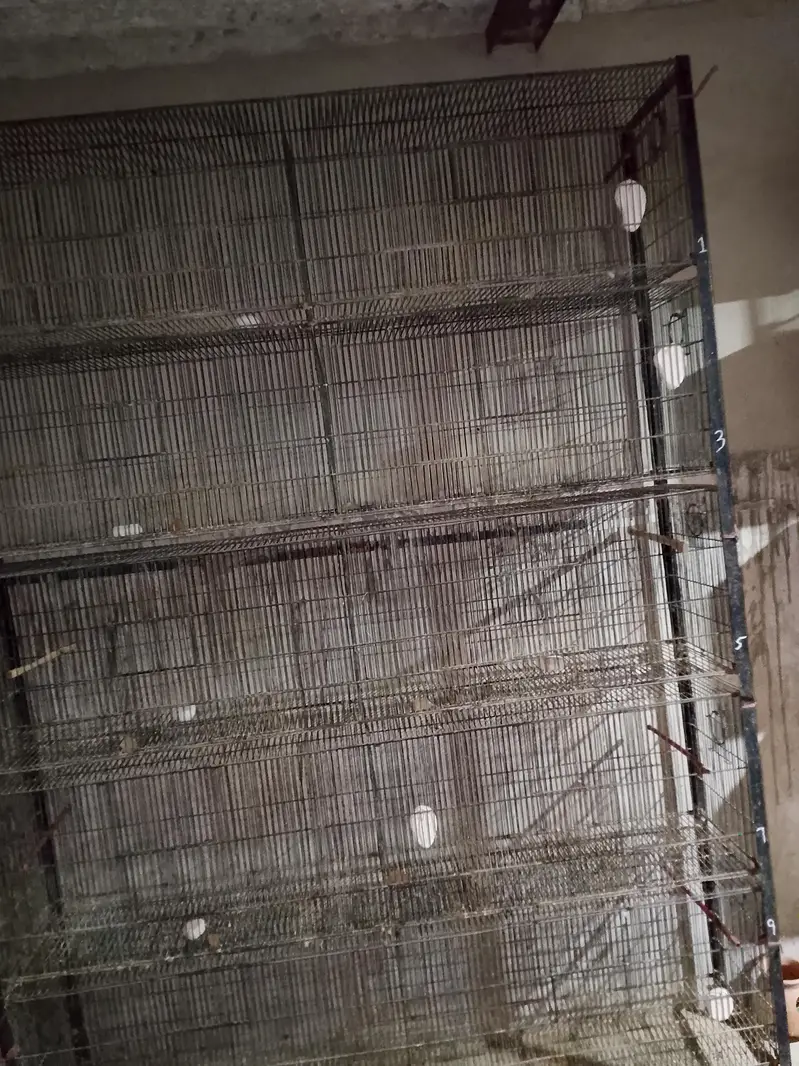 Jahangir cage $ Raw parrot cage — photo 2