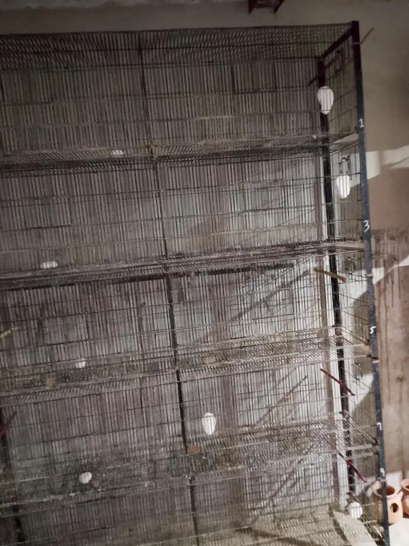 Jahangir cage $ Raw parrot cage — photo 3