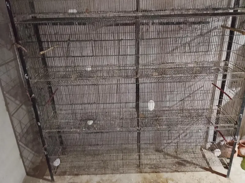 Jahangir cage $ Raw parrot cage — photo 4