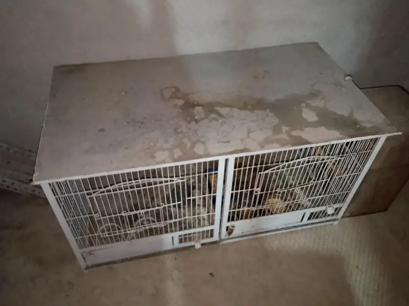 Jahangir cage $ Raw parrot cage — photo 9