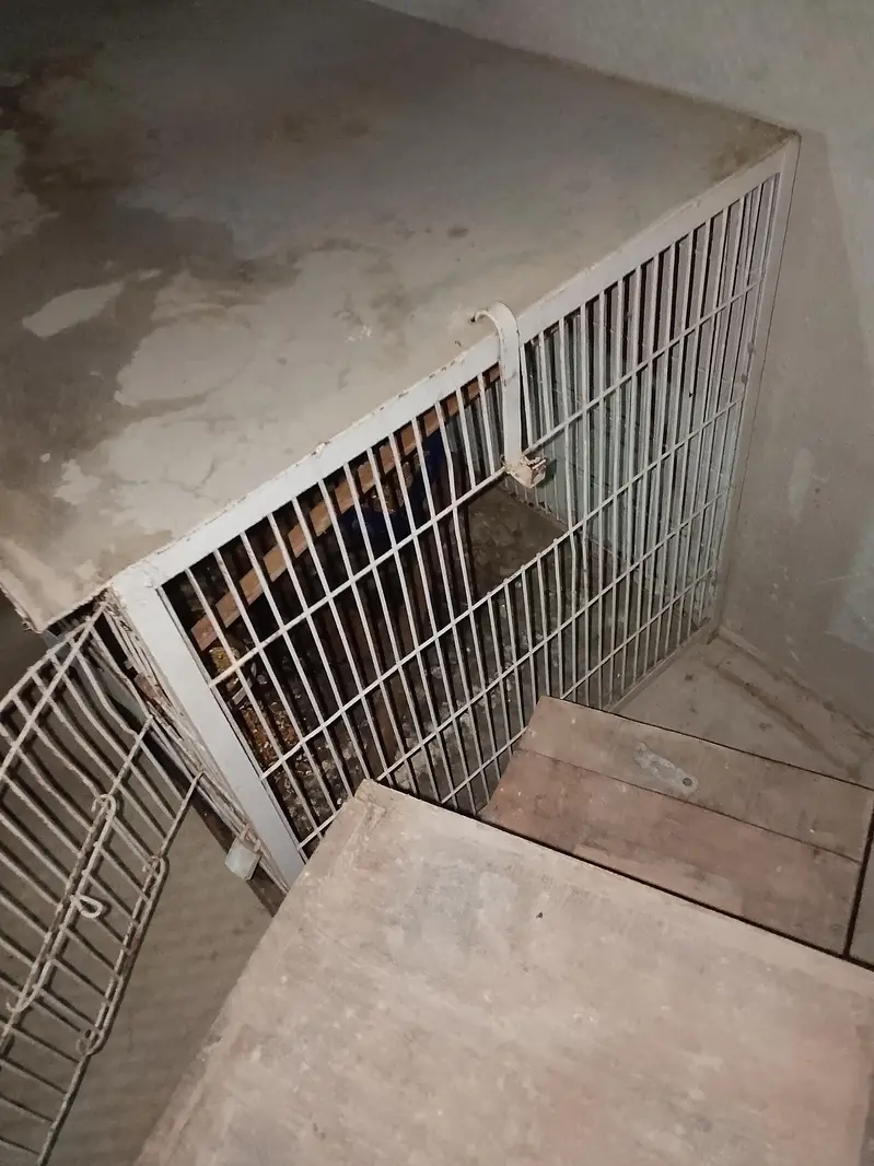 Jahangir cage $ Raw parrot cage — photo 10