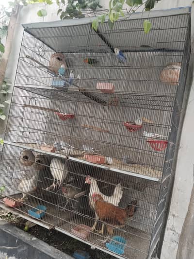 cage and doves