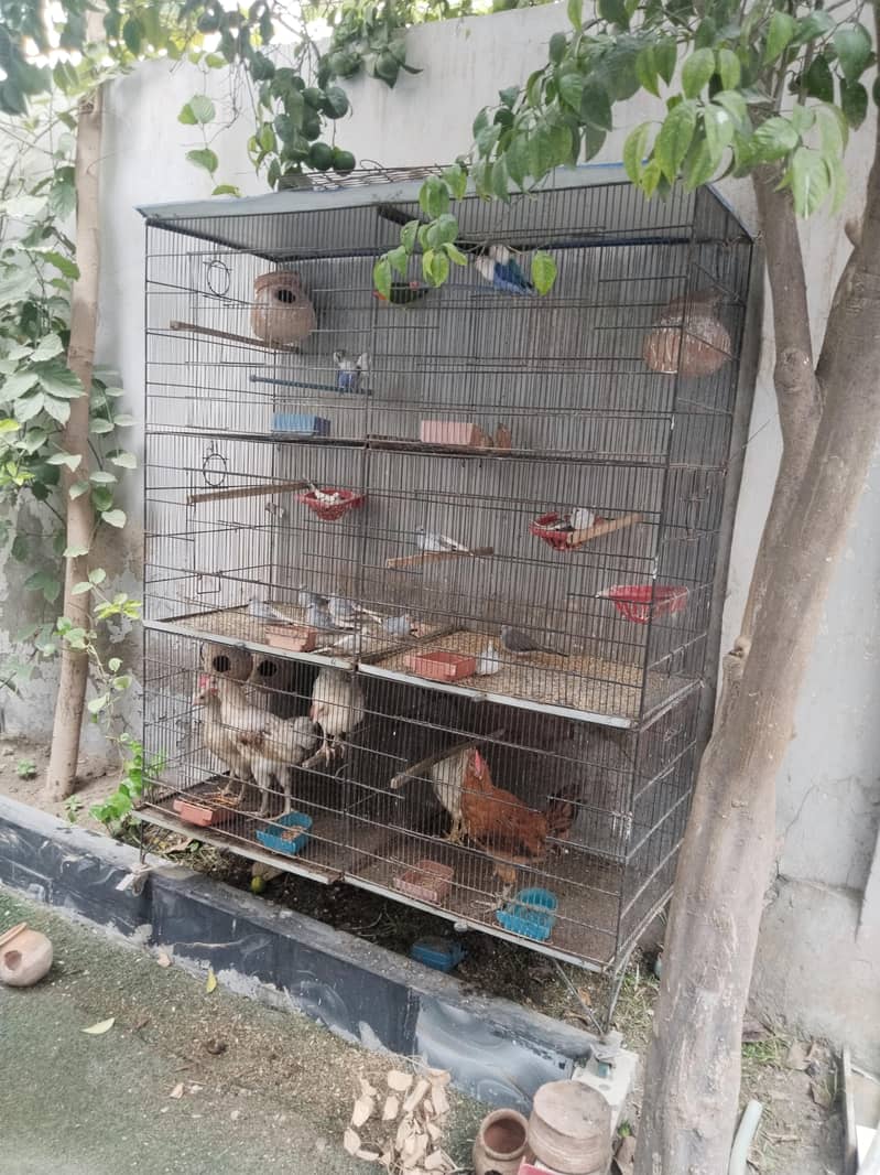 cage 1 1