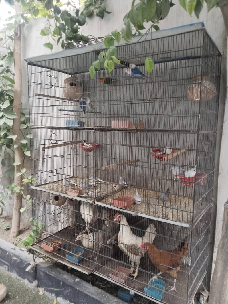 cage 1 2