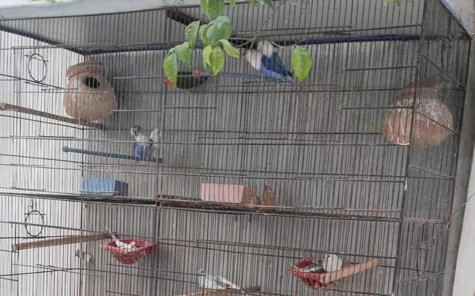 cage 1 3