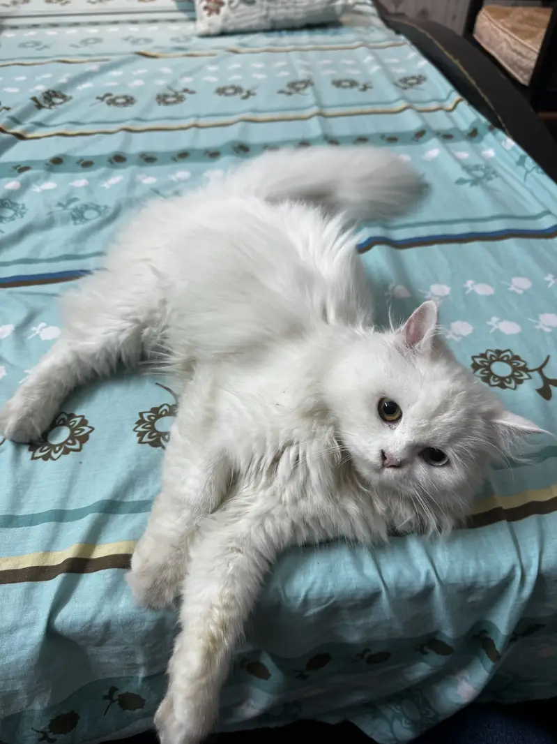 Persian Kitten Odd Eyes — photo 2