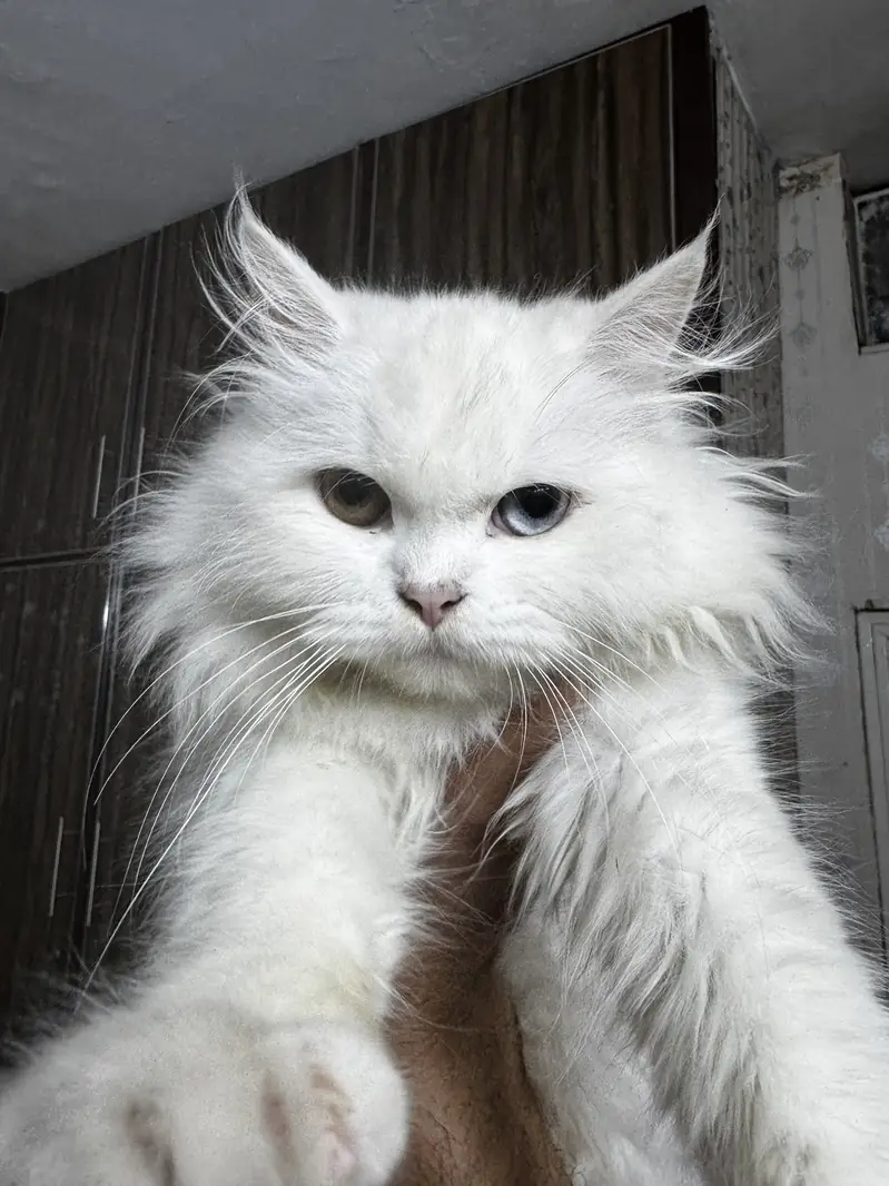 Persian Kitten Odd Eyes — photo 3