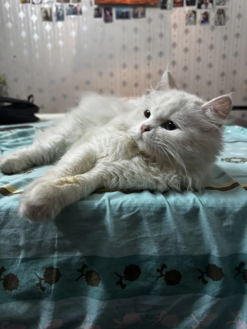 Persian Kitten Odd Eyes — photo 4
