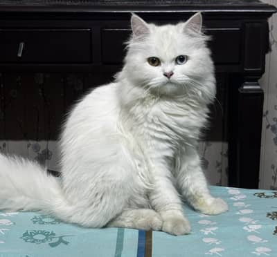 Persian Cat with ODD Eyes