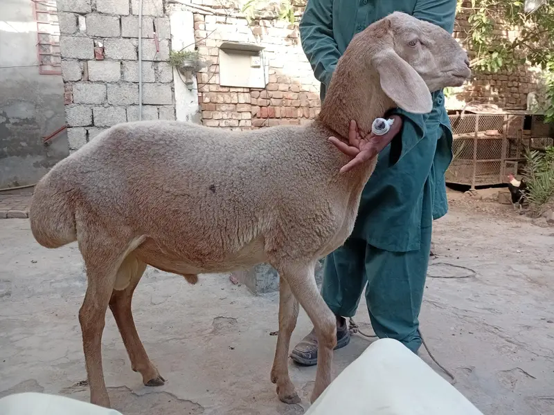 kabli tiurki dumba mail halthy — photo 2