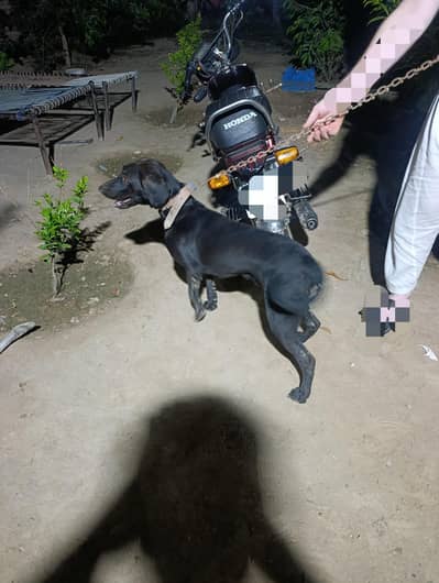 dog for sale