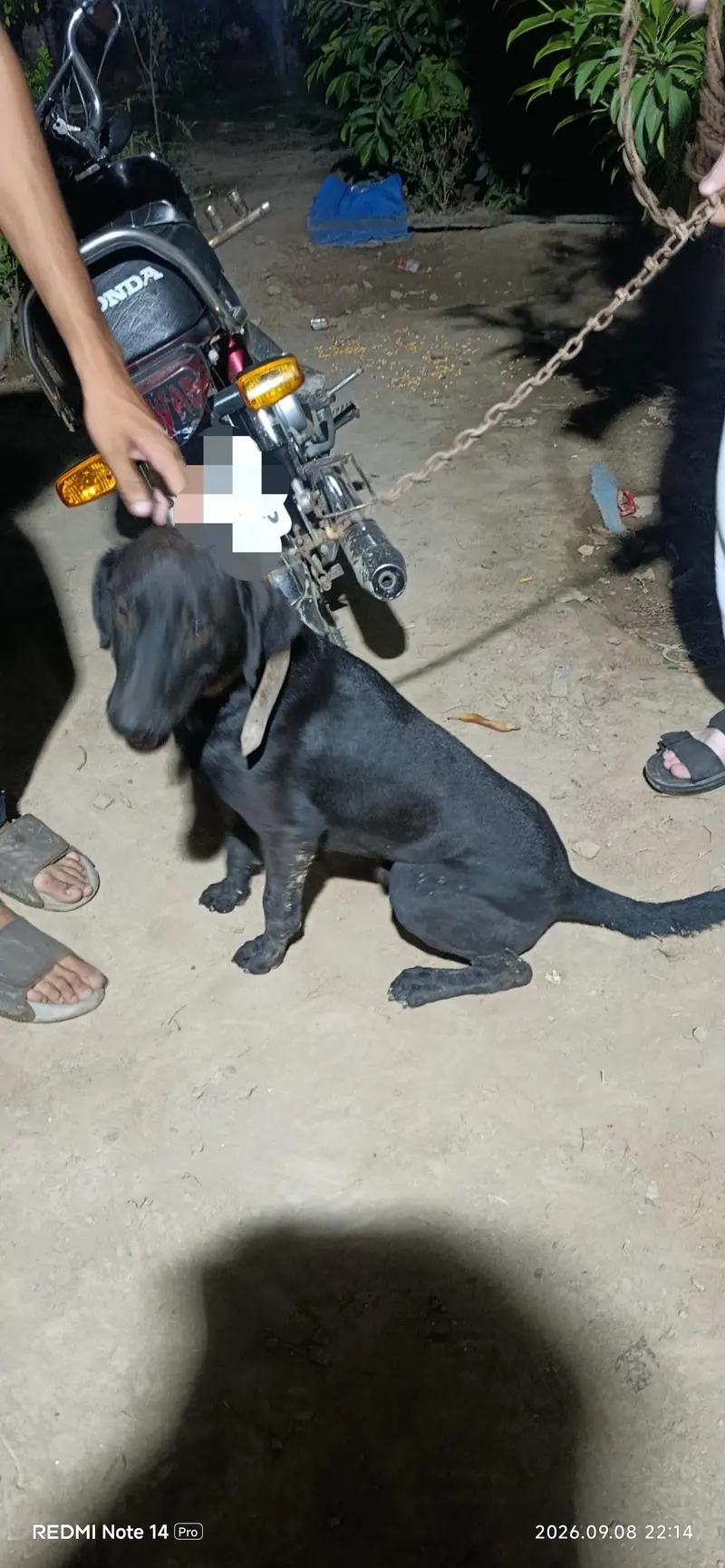 dog for sale — photo 2