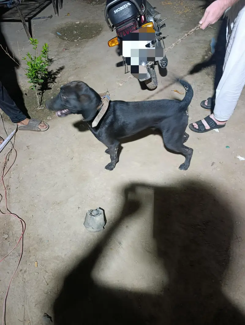 dog for sale — photo 3